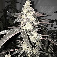 Dolato S1 феминизирани семена