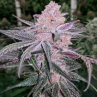 Jellysickle феминизирани семена