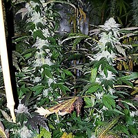 Platinum Gorilla феминизирани семена