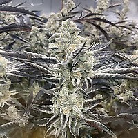 Platinum Kush Breath Remix феминизирани семена