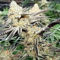 Platinum Scout V2 феминизирани семена