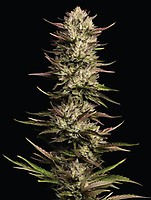California Octane Triploid феминизирани семена