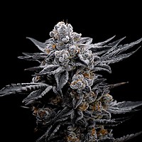 Blood Moon Gelato Ltd Edition феминизирани семена