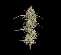 Chem Cookies Auto феминизирани семена