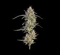 Chem Cookies Auto феминизирани семена