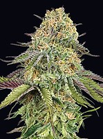 Lemon Cherry Gelato Auto феминизирани семена