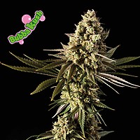 Bubba Kush Feminizované Semena