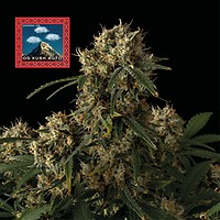 OG Kush Auto Feminizované Semena