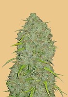 Original Jack Herer Auto Feminizované Semena