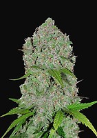 Orange Sherbet Auto Feminizované Semena