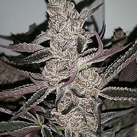 Crystal Cookies V2 Feminizované Semena