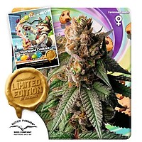 Slurricane Cookies Feminizované Semena