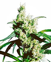 Silver Haze Regulär Samen - 10