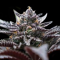 Double Stuffed Sorbet Feminised Seeds (Sorbet Collection)