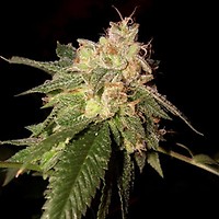 OG Kush Feminisiert Samen