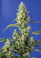 Gorilla Girl XL Auto Feminised Seeds