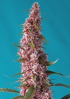 Red Pure CBD Auto Feminised Seeds