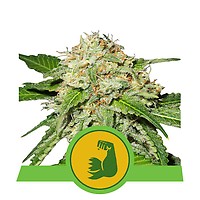 HulkBerry Auto Feminised Seeds