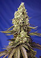 Runtz XL Auto Feminised Seeds