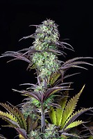 Original Blueberry Auto Feminised Seeds