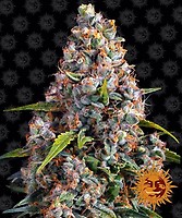 Strawberry Cheesecake Auto Feminisiert Saatgut