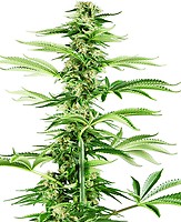 Honey Melon Haze Feminised Seeds