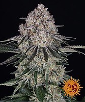 Sour Diesel Auto Feminised Seeds