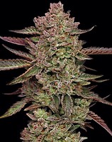 Gazzurple Feminised Seeds