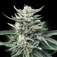 Chocolope 256 Regular Seeds