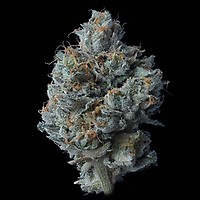 Zallah Bread Feminised Seeds