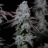Banana Daddy IBL Auto Feminisiert Saatgut