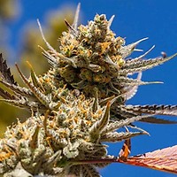 Lemon Berry Candy OG R2 Feminisiert Saatgut