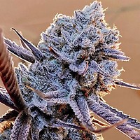 Lilac Diesel RBX2 Feminisiert Samen