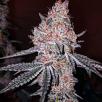 Strawberry Cookies OG R1 Feminisiert Saatgut