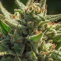 Cheetah Fat Fast Feminised Seeds