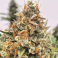 Mendo Butter Feminised Seeds