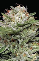 Durban Poison Auto Feminised Seeds