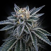3Peat Feminised Seeds