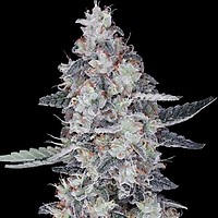 CheMACal Romance Auto Feminised Seeds