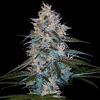 Chocolope Kush Regular Seeds