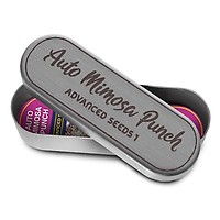 Mimosa Punch Auto Feminisiert Samen