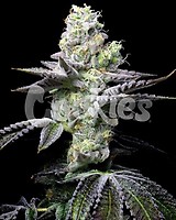 Wet Wet Feminised Seeds