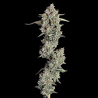 Pineapple Diesel Auto Feminisiert Samen