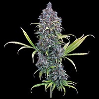 Durban Thai x C99 Feminisiert Saatgut