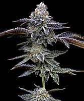 Blue Dream Feminisiert Saatgut