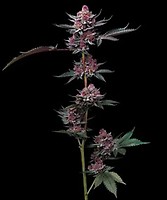 Cherry Poppers Feminisiert Samen