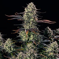 Alien Gas XXL Auto Feminisiert Saatgut