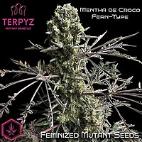 Mentha de Croco Fern BX1 F2 Feminisiert Saatgut