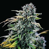 Green Crack Feminisiert Saatgut