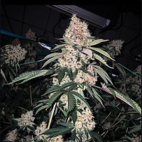 Lemon Whhip Haze IBL Feminisiert Saatgut